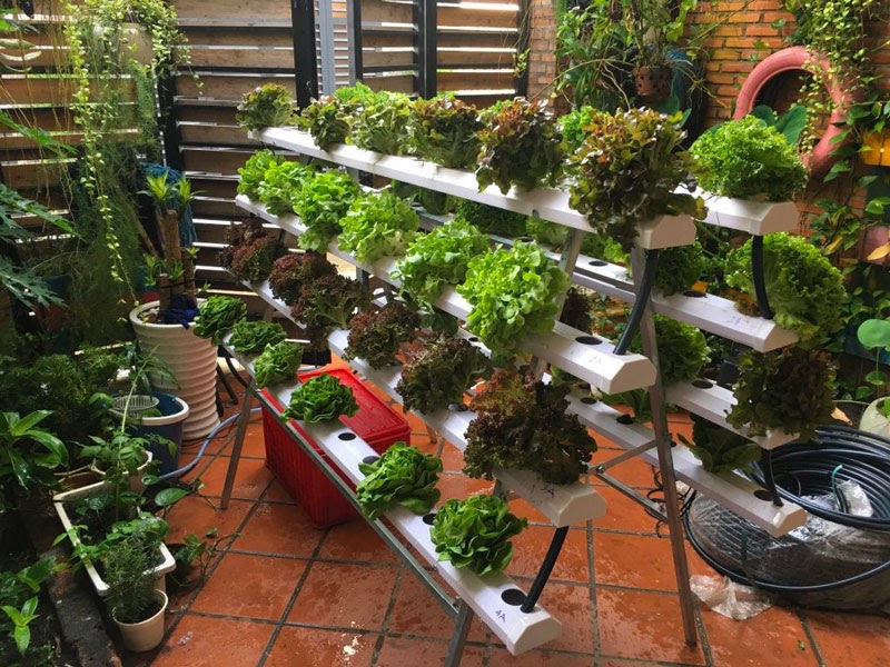 Trồng rau trái mùa cực hiệu quả với hệ thống thủy canh