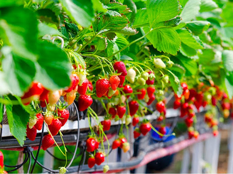 Những lưu ý cần biết khi trồng dâu tây thủy canh