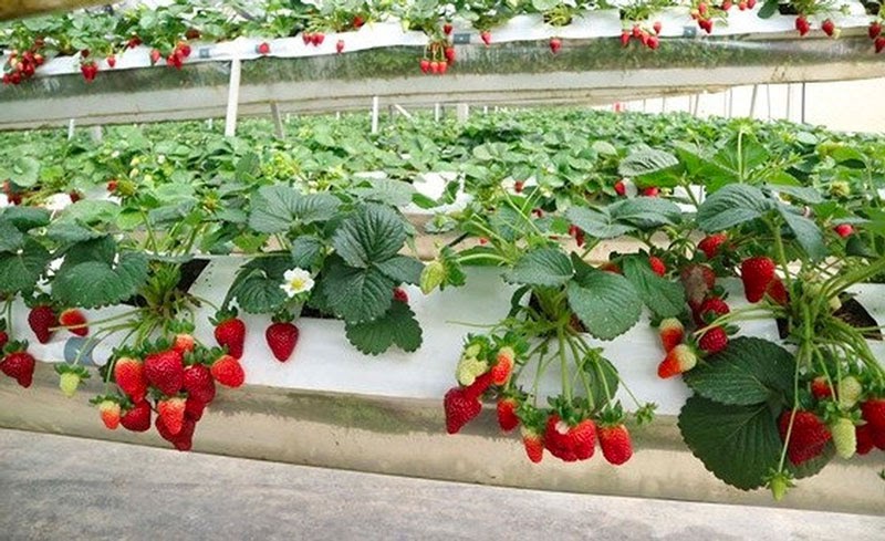 trồng thủy canh dâu tây cần biết những điều gì