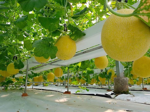 Những sai lầm thường gặp khi trồng dưa lưới thủy canh