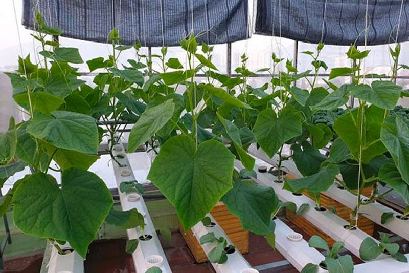 Cần cắt tỉa và cung cấp đủ dinh dưỡng khi trồng thủy canh dưa lưới