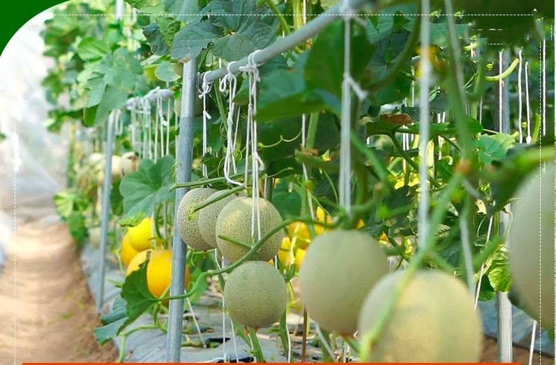 Những sai lầm khi trồng thủy canh dưa lưới