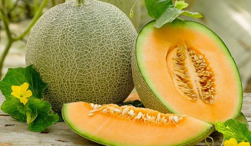 Cần chú ý khi trồng thủy canh dưa lưới để đạt năng suất tốt nhất