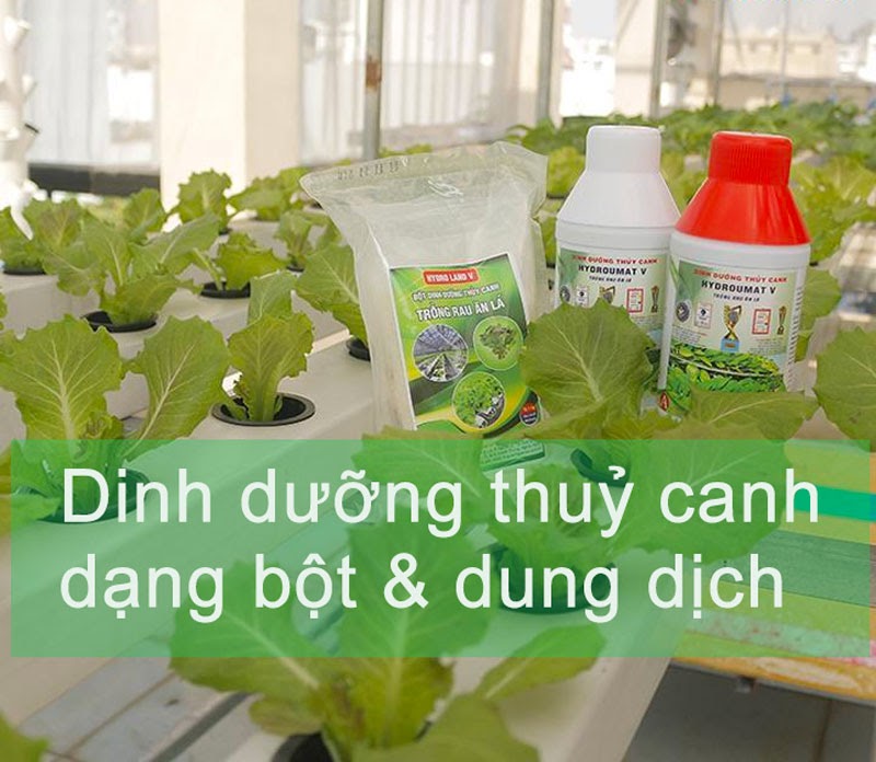 Nên mua bột thủy canh hay dung dịch thủy canh