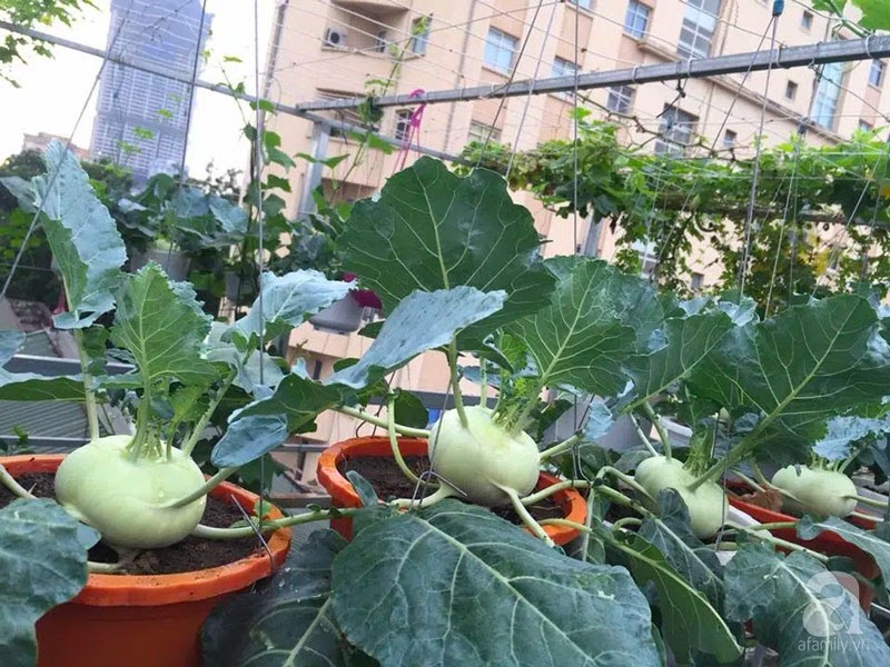 Cây su hào rất thích hợp để trồng vào tháng 7 Cây su hào rất thích hợp để trồng vào tháng 7