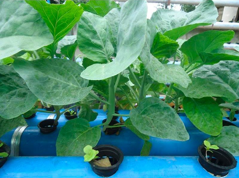 Tháng 8 trồng rau gì phù hợp nhất