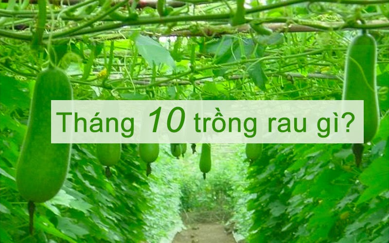 Tháng 10 trồng rau gì là hợp lý nhất