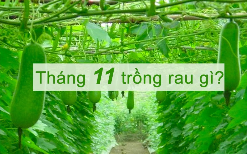 Tháng 11 trồng rau gì? 10 Gợi ý tuyệt vời từ chuyên gia