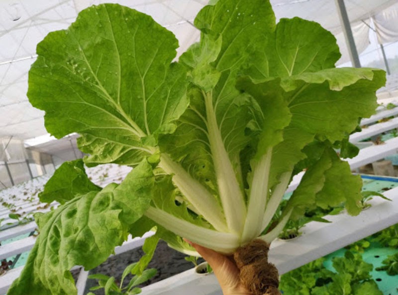 Những loại rau nên trồng tháng 11 ở miền Bấc Những loại rau nên trồng tháng 11 ở miền Bấc