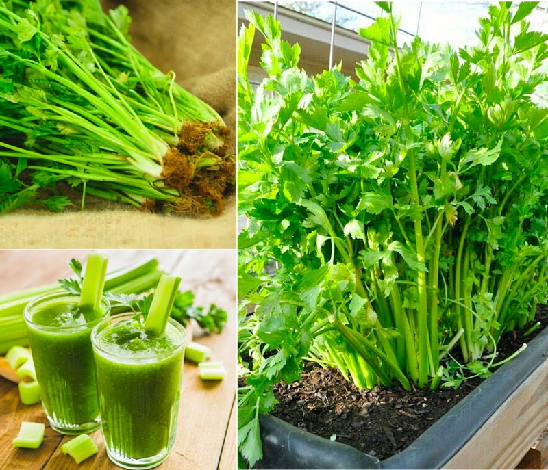 Các loại rau nên trồng tháng 12 Các loại rau nên trồng tháng 12