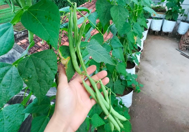 Những loại cây nào nên trồng vào tháng 12