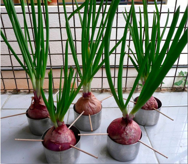 Trồng rau gì tháng 12 phát triển tốt nhất Trồng rau gì tháng 12 phát triển tốt nhất