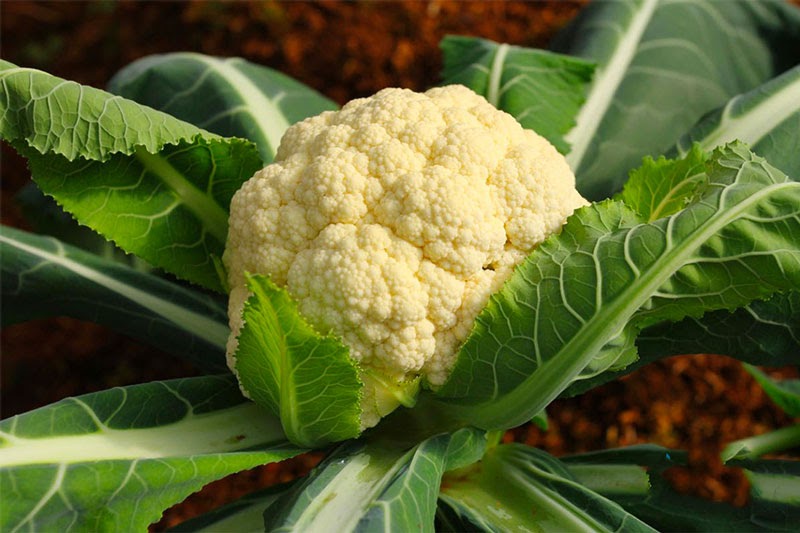 Trồng rau gì tháng 12 để tối ưu nhất Trồng rau gì tháng 12 để tối ưu nhất