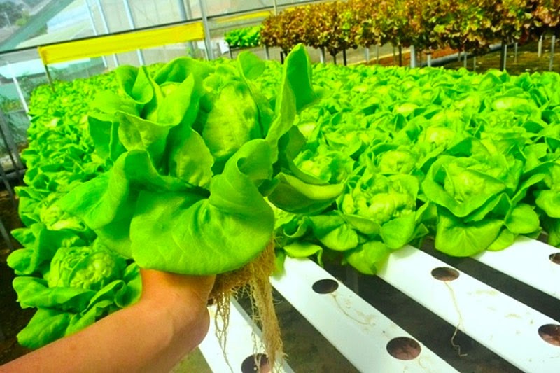 Trồng rau gì vào tháng 2 dương lịch Trồng rau gì vào tháng 2 dương lịch