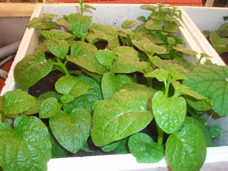 Tháng 2 trồng rau gì tốt nhất Tháng 2 trồng rau gì tốt nhất