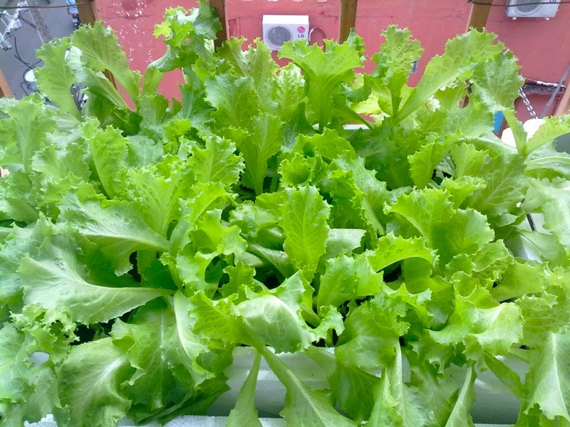 Tháng 3 thì nên trồng rau gì cho năng suất cao nhất