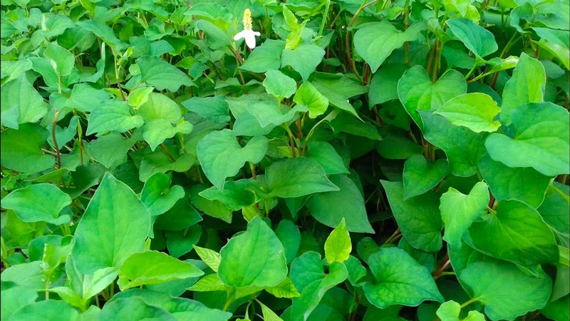 Trồng rau gì vào tháng 3 ở miền Nam