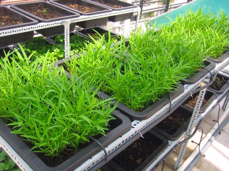 Tháng 3 nên trồng rau gì tốt nhất