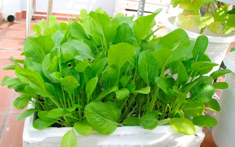 Tháng 6 nên trồng rau cải ngọt 