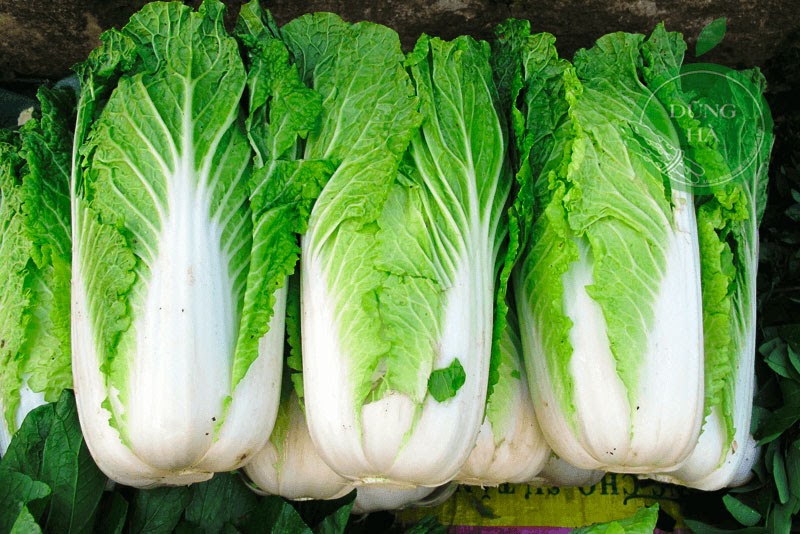 Các loại rau trồng vào tháng 6