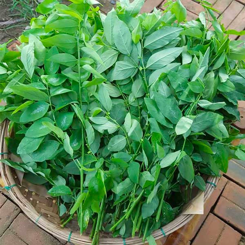 Tháng 6 nên trồng rau gì ở miền Bắc