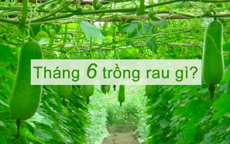 Tháng 6 nên trồng rau gì