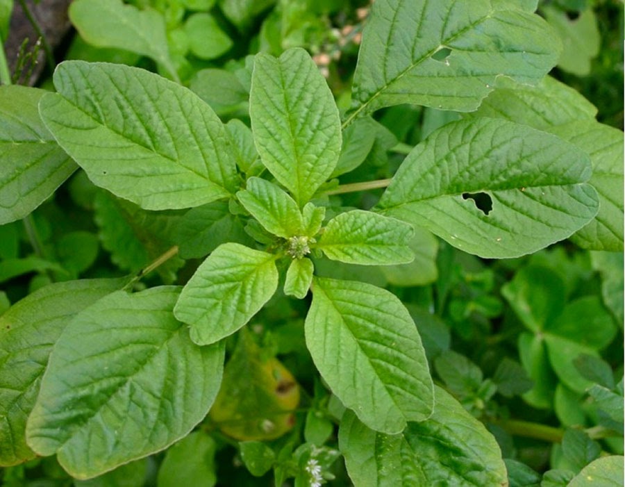 Nên trồng rau gì vào tháng 9