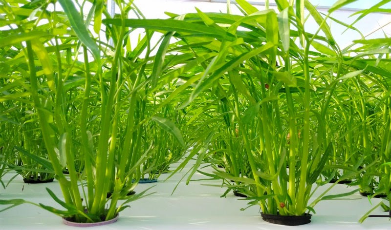 Nên trồng rau gì vào tháng 4 là tốt nhất