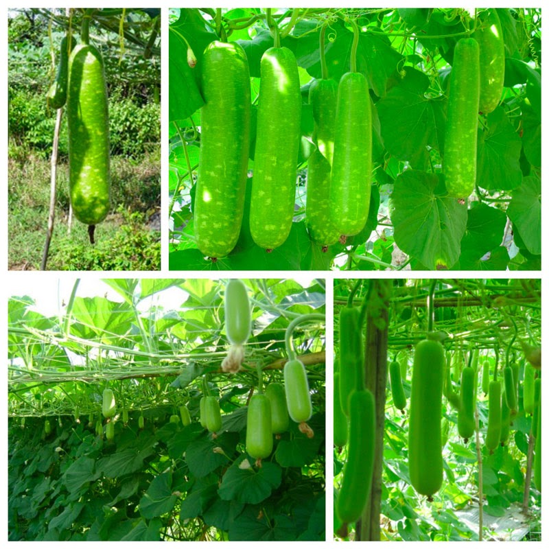 Các loại rau trồng tháng 4 tốt nhất