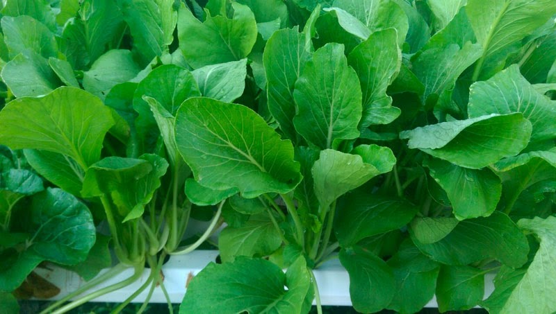 Tháng 4 nên trồng những loại rau nào