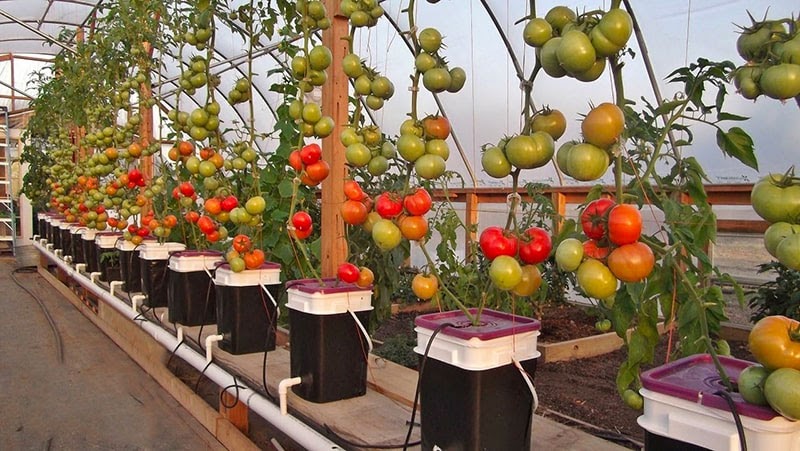 Tháng tư nên trồng rau gì là tốt nhất