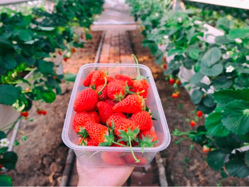 Hướng dẫn trồng thủy canh dâu tây