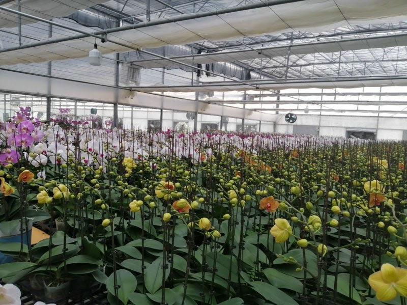 Trồng thủy canh hoa lan cực dễ dàng Trồng thủy canh hoa lan cực dễ dàng