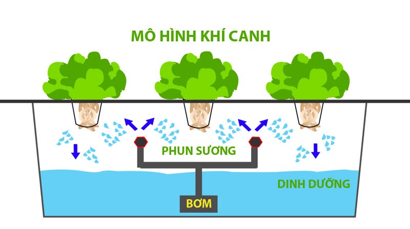 Thủy canh là gì? mô hình khí canh Thủy canh là gì? mô hình khí canh