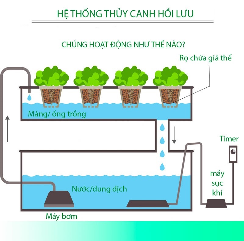 Mô hình thủy canh hồi lưu rất được ưa chuộng Mô hình thủy canh hồi lưu rất được ưa chuộng