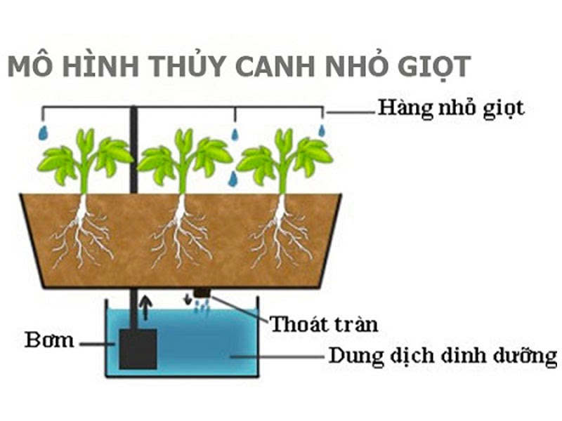 Khái niệm thủy canh là gì? mô hình thủy canh nhỏ giọt Khái niệm thủy canh là gì? mô hình thủy canh nhỏ giọt
