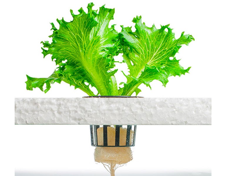 Mô hình thủy canh tĩnh và những ưu nhược điểm Mô hình thủy canh tĩnh và những ưu nhược điểm