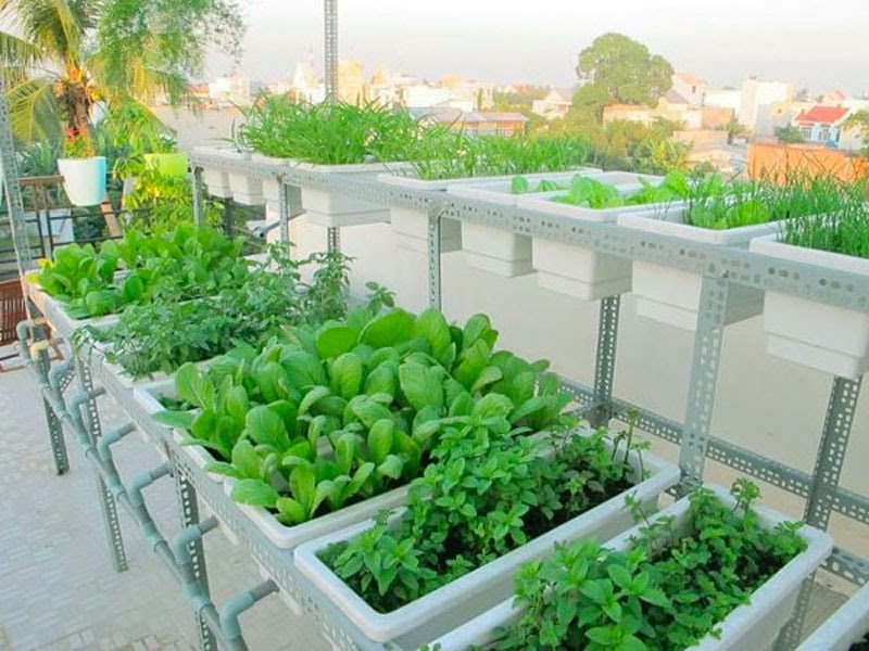 Trồng thủy canh thùng xốp có những ưu điểm gì Trồng thủy canh thùng xốp có những ưu điểm gì