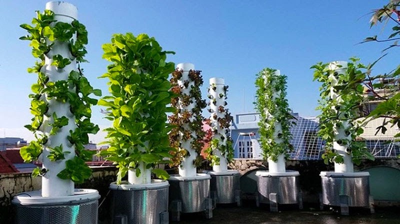 Trồng rau trụ đứng tại skyfarm