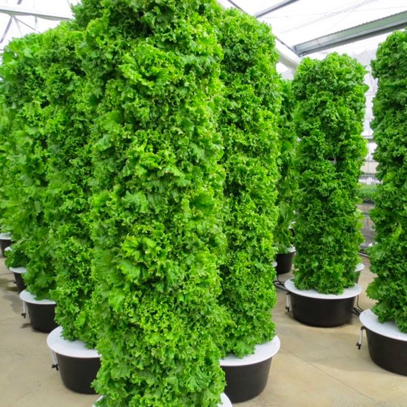 Thủy canh trụ đứng 