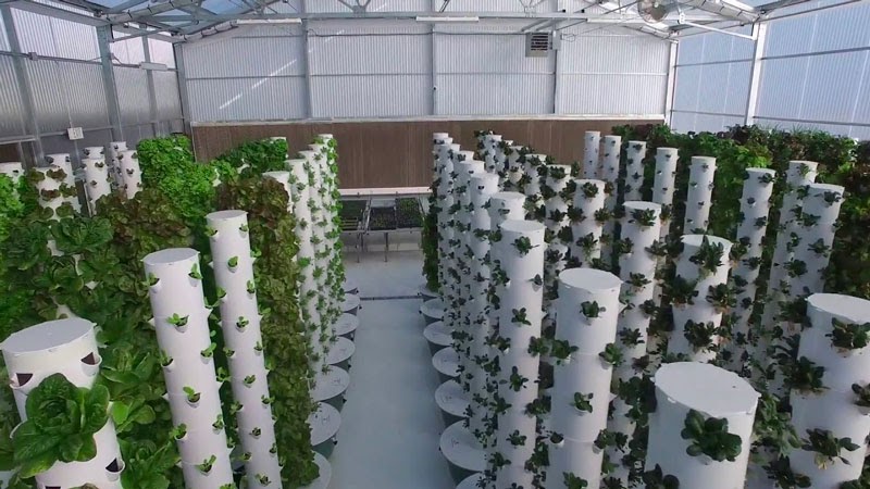 Mô hình thủy canh trụ đứng 