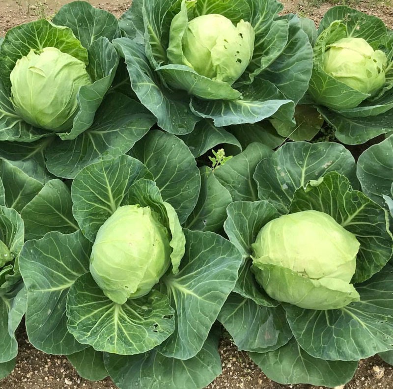 Tháng 8 trồng rau bắp cải cực phù hợp