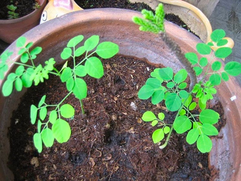 Nên trồng rau gì vào thàng 11 ở miền Nam Nên trồng rau gì vào thàng 11 ở miền Nam