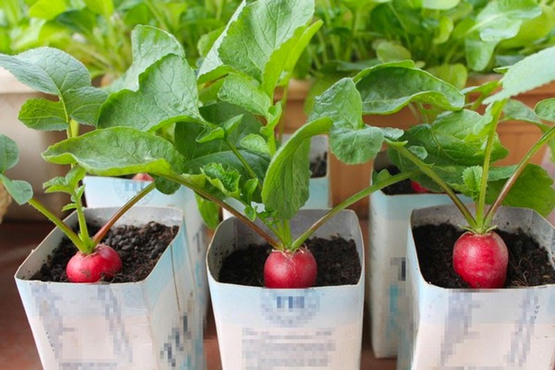 Nên trồng rau gì vào tháng 8