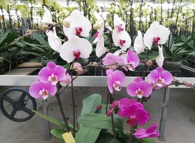 Hướng dẫn cách trồng hoa lan thủy canh Hướng dẫn cách trồng lan thủy canh chuẩn