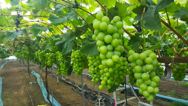 Chi phí trồng nho 1000m2 là bao nhiêu Chi phí trồng nho 1000m2 là bao nhiêu