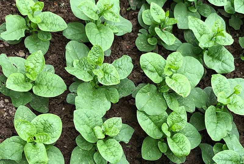 Các loại rau trồng ở miền bắc vào mùa đông và màu hè Các loại rau trồng ở miền bắc vào mùa đông và màu hè