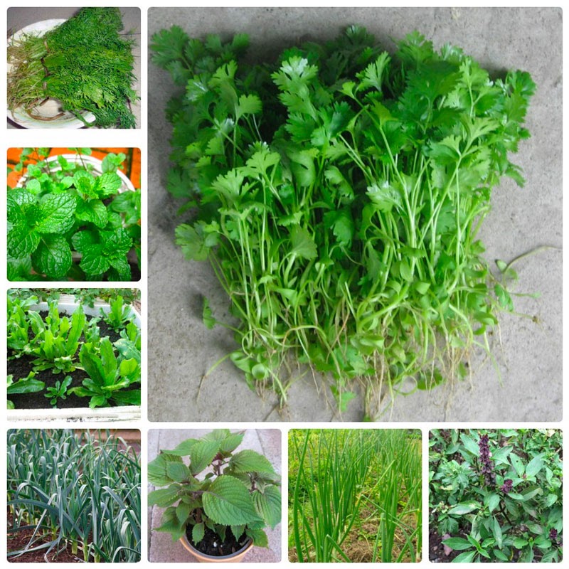 Trồng rau gì vào tháng 9 tại miền Nam Trồng rau gì vào tháng 9 tại miền Nam