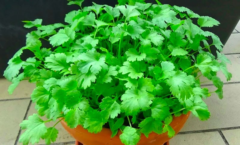 Tháng 11 nên trồng loại rau gì Tháng 11 nên trồng loại rau gì