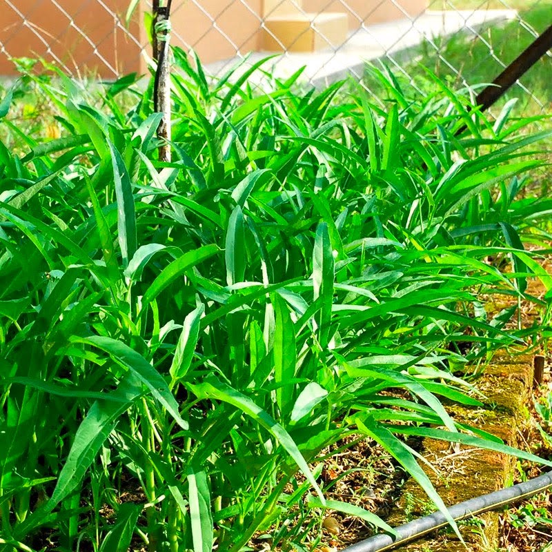 Trồng rau muống vào tháng 9 rất phù hợp Trồng rau muống vào tháng 9 rất phù hợp